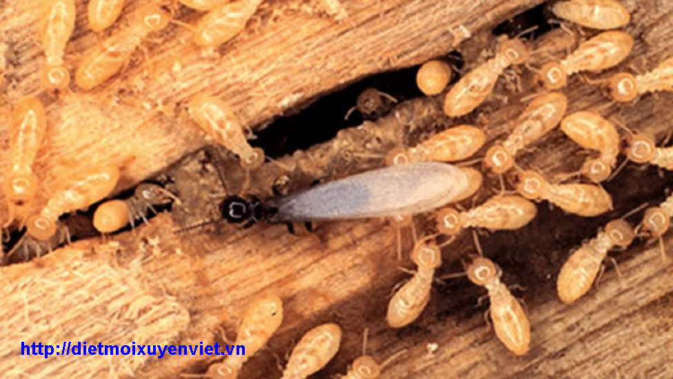  Diệt mối tại nhà